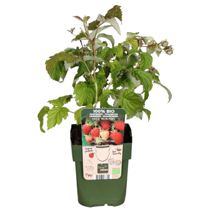 Buitenplant - BIO Fruitplanten mix - Set van 4 soorten