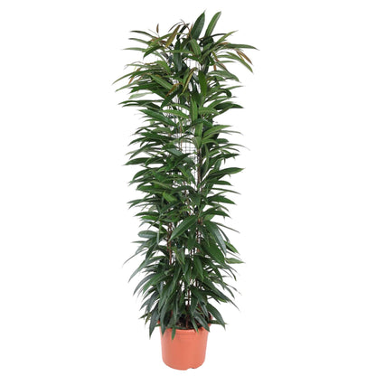 XL Kamerplant - Ficus Alii King - Zuilvorm - Pot Ø 29cm Hoogte ↕ 150cm