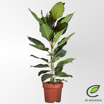 Kamerplant - Ficus Benghalensis 'Joy' - Pot Ø 21cm Hoogte ↕ 90cm