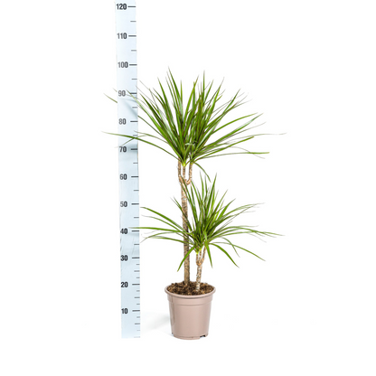 Kamerplant - Dracaena Marginata Green - Pot Ø 19cm Hoogte ↕ 70-90cm
