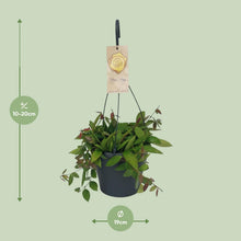 Kamerplant - Hoya Gracilix - Hangplant - Pot Ø 19cm Hoogte ↕ 20cm