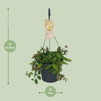 Kamerplant - Hoya Gracilix - Hangplant - Pot Ø 19cm Hoogte ↕ 20cm