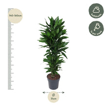 Kamerplant - Dracaena Janet Lind vertakt - Pot Ø 27cm Hoogte ↕ 120cm