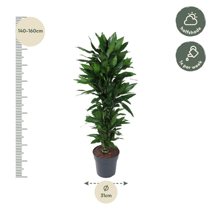 Kamerplant - Dracaena Janet Lind vertakt - Pot Ø 27cm Hoogte ↕ 120cm