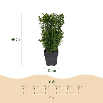 Buitenplant 6x Buxus sempervirens - Haagplant - Pot Ø 17cm Hoogte ↕ 45cm