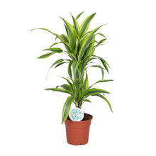 Kamerplant - Dracaena Lemon Lime - Pot Ø 17cm Hoogte ↕ 65cm