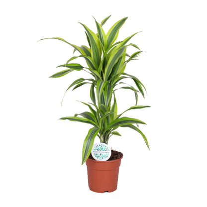 Kamerplant - Dracaena Lemon Lime - Pot Ø 17cm Hoogte ↕ 65cm