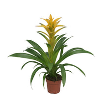 Kamerplant - Guzmania Desire - Pot Ø 12cm Hoogte ↕ 45cm