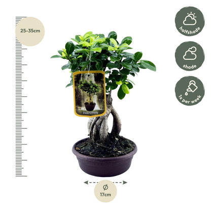 Kamerplant - Ficus Microcarpa Ginseng - Pot Ø 14cm Hoogte ↕ 30cm