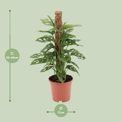 Kamerplant - Monstera Monkey - Pot Ø 17cm Hoogte ↕ 60cm