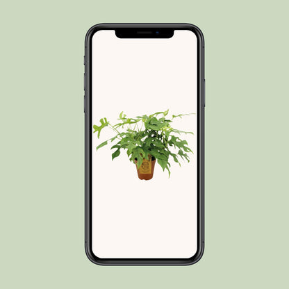 Kamerplant - Monstera Minima - Pot Ø 15cm Hoogte ↕ 40cm