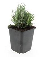 Buitenplant 48x Lavandula ang. 'Dwarf Blue' - Bloeiend - Pot Ø 9cm Hoogte ↕ 10-25cm