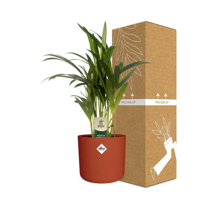 Kamerplant - Dypsis Lutescens (Areca) - Met sierpot - Pot Ø 12cm