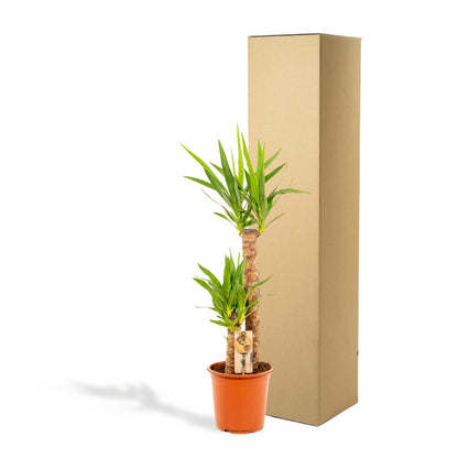 Kamerplant - Yucca - Pot Ø 21cm Hoogte ↕ 100cm