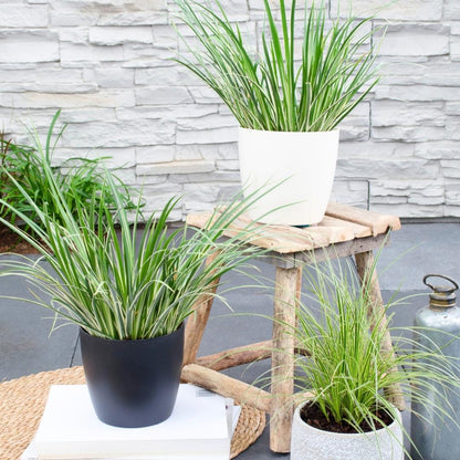 Buitenplant 3x Acorus gramineus 'Argenteostriatus' - Pot Ø 14cm Hoogte ↕ 30cm