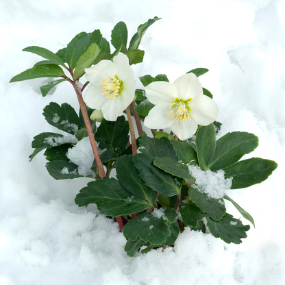 Buitenplant 6x Helleborus niger 'Christmas Carol' - Bloeiend - Pot Ø 12cm Hoogte ↕ 20cm