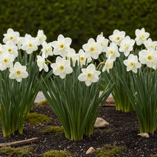 Buitenplant 15x Narcis Mount Hood - Bloeiend - Bolmaat 10/12
