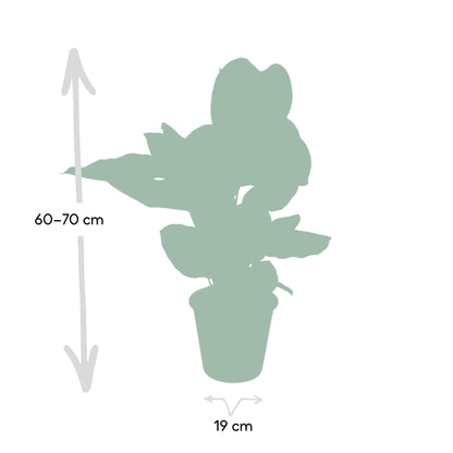 Kamerplant - Calathea Ornata - Pot Ø 19cm Hoogte ↕ 75cm