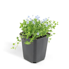 Buitenplant 48x Isotoma fluviatilis - Pot Ø 9cm Hoogte ↕ 10-25cm