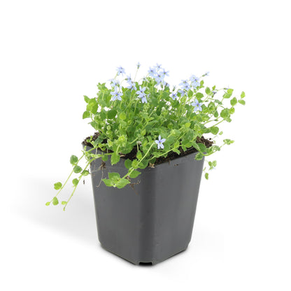 Buitenplant 48x Isotoma fluviatilis - Pot Ø 9cm Hoogte ↕ 10-25cm