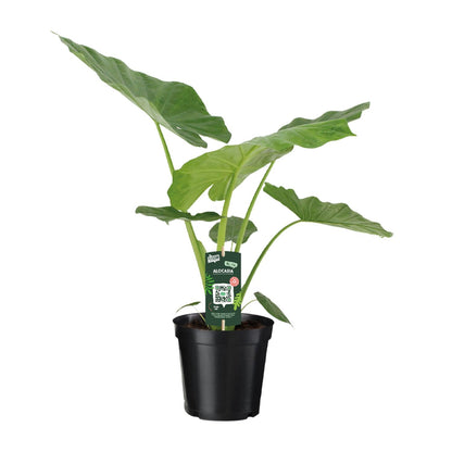 Kamerplant Alocasia Macrorrhiza - Olifantsoor - Pot Ø 19cm Hoogte ↕ 70cm