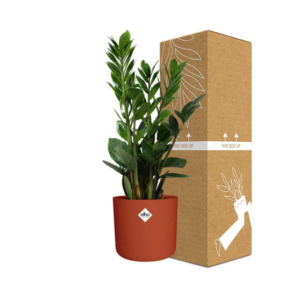 Kamerplant - Zamioculcas - Pot Ø 14cm Hoogte ↕ 45-50cm