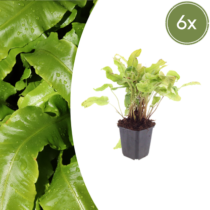 Buitenplant 6x Asplenium scolopendrium - Schaduwvaren - Pot Ø 9cm Hoogte ↕ 10-25cm