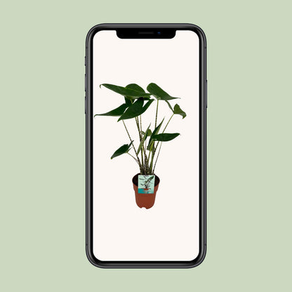 Kamerplant - Alocasia Zebrina - Pot Ø 19cm Hoogte ↕ 75cm