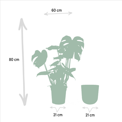 Kamerplant - Monstera Deliciosa - Pot Ø 21cm Hoogte ↕ 80cm