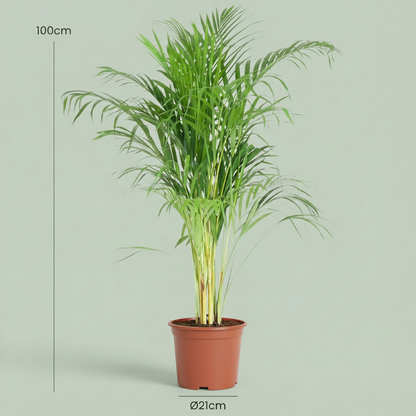 Kamerplant - Dypsis Lutescens Areca (Goudpalm) - Pot Ø 21cm Hoogte ↕ 90-100cm