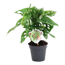 Kamerplant - Monstera obliqua 'Monkey Leaf' - Pot Ø 12cm Hoogte ↕ 25cm