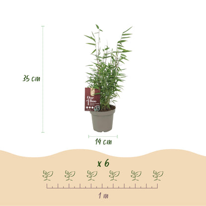 Buitenplant 4x Fargesia 'Red Dragon' - Bamboe Bladhoudend Niet-Woekerend - Pot Ø 14cm Hoogte ↕ 35cm