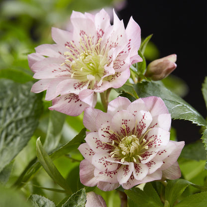 Buitenplant 2x Helleborus orientalis 'Double Ellen Pink' - Groenblijvend - Pot Ø 14cm Hoogte ↕ 35cm
