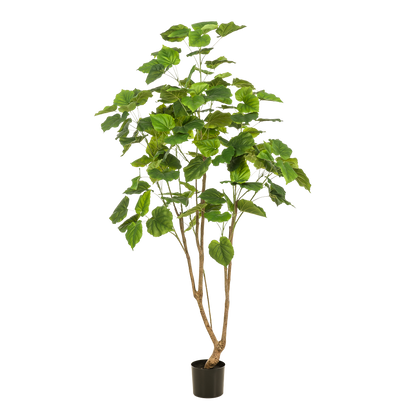 XL kunstplant - Ficus umbellata - Afrikaanse vijg - Hoogte ↕ 180cm