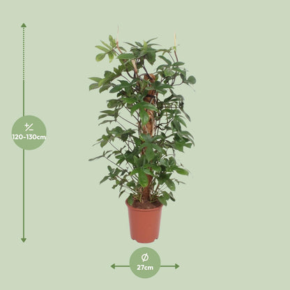 XL kamerplant - Philodendron Pedatum - Pot Ø 27cm Hoogte ↕ 130cm