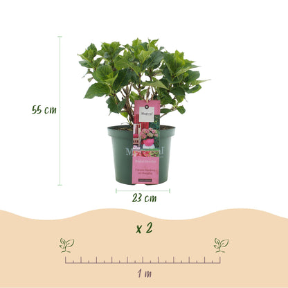 Buitenplant 2x Hydrangea Magical Green Fire - Roze-Groen Bloeiend - Pot Ø 23cm Hoogte ↕ 55cm