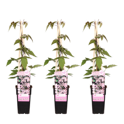 Buitenplant 3x Clematis Montana 'Fragrant Spring' - Klimplant - Pot Ø 15cm Hoogte ↕ 65cm