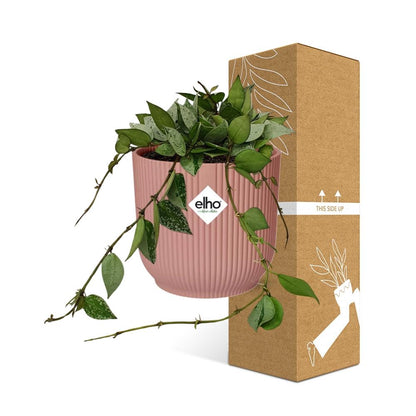 Kamerplant - Hoya Krohniana 'Eskimo' - Pot Ø 14cm