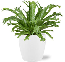 Kamerplant - Asplenium Nidus Crissie - Pot Ø 17cm Hoogte ↕ 40cm