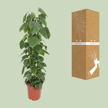 XL kamerplant - Philodendron Scandens - Pot Ø 24cm Hoogte ↕ 120cm