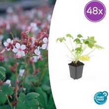 Buitenplant 48x Geranium macrorrhizum 'Spessart' - Vaste plant, Winterhard, Bloeiend - Pot Ø 9cm Hoogte ↕ 25cm