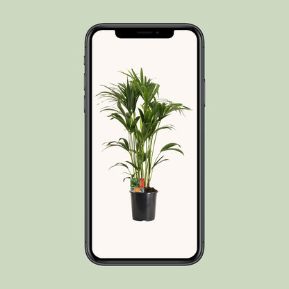 XL plant Howea Forsteriana - Kentiapalm - Pot Ø 24cm Hoogte ↕ 120cm