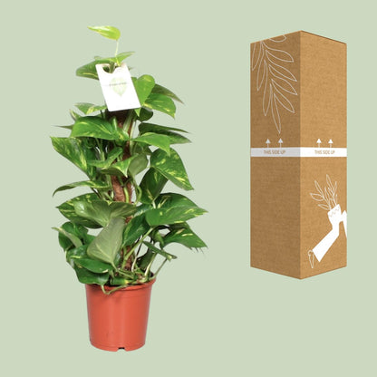 Kamerplant - Epipremnum Pinnatum op Mosstok - Pot Ø 15cm Hoogte ↕ 60cm