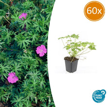 Buitenplant 60x Geranium 'Tiny Monster' - Vaste plant, Winterhard, Bloeiend - Pot Ø 9cm Hoogte ↕ 25cm