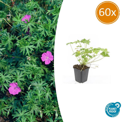 Buitenplant 60x Geranium 'Tiny Monster' - Vaste plant, Winterhard, Bloeiend - Pot Ø 9cm Hoogte ↕ 25cm