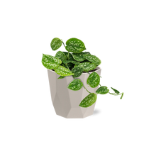 Kamerplant - Scindapsus Pictus 'Argyraeus' - Hangplant - Pot Ø 14cm