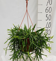 Kamerplant - Rhipsalis Micrantha - Pot Ø 25cm Hoogte ↕ 50cm