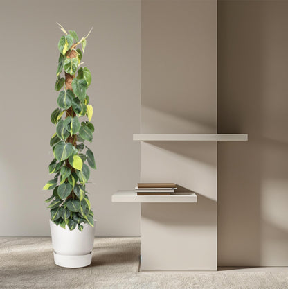XL kamerplant - Philodendron Scandens Brasil - Mosstok - Pot Ø 27cm Hoogte ↕ 150cm