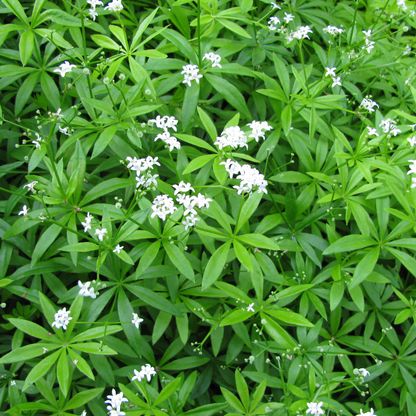 Buitenplant 12x Galium odoratum - Pot Ø 9cm Hoogte ↕ 10-25cm