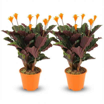 Kamerplant 2x Calathea Crocata - Pot Ø 14cm Hoogte ↕ 40-45cm